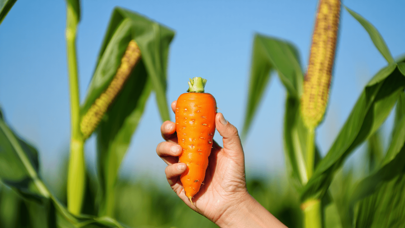 NTG : ce que 60 Millions de consommateurs révèle sur ces plantes génétiquement modifiées désormais discrètes dans nos assiettes