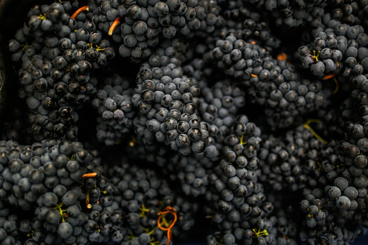 Raisins et mûres fraîches, fruits de saison riches en vitamines et antioxydants