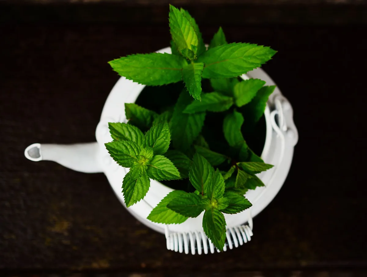 Préparation douce d'une tisane avec gingembre, menthe et eau fraîche en cuisine
