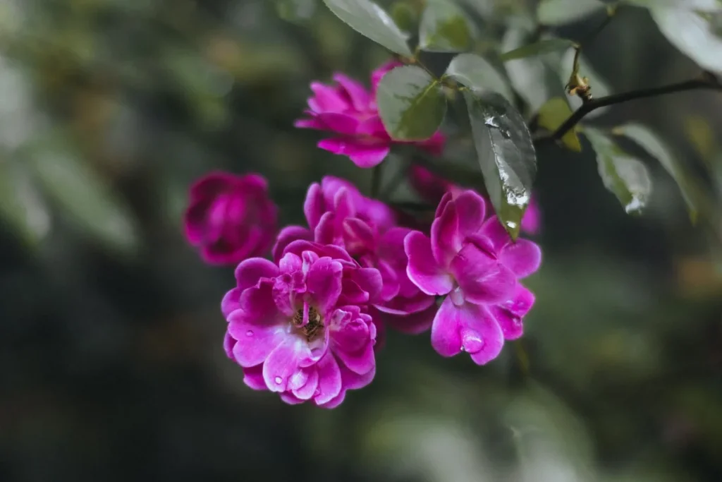Pétales de rose frais et eau de rose artisanale dans un bol en verre avec vapeur