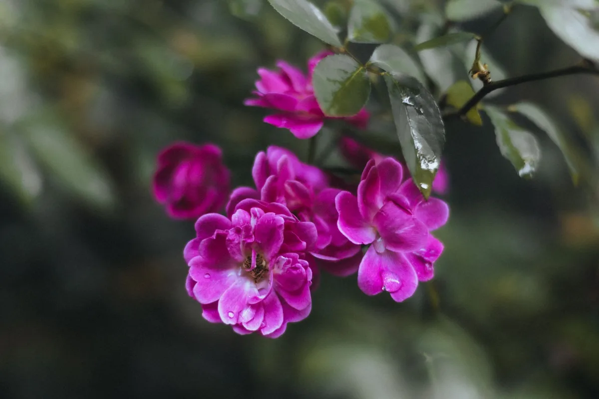 Pétales de rose frais et eau de rose artisanale dans un bol en verre avec vapeur