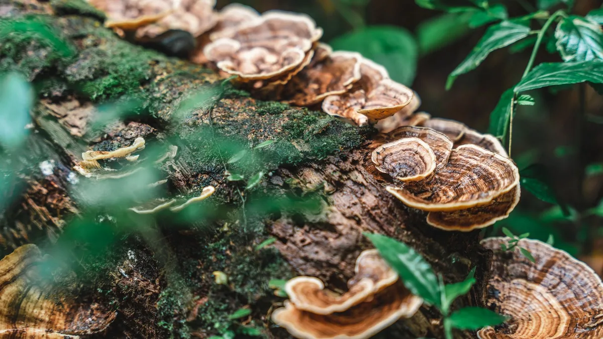 Champignon Reishi en forme d'éventail poussant sur un tronc forestier