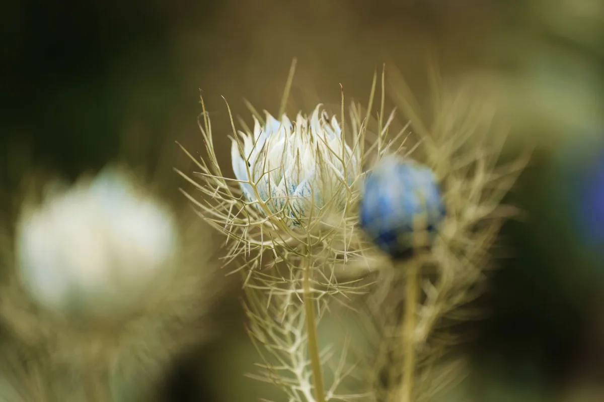 Graines noires de nigelle séchées en gros plan, montrant leur texture caractéristique