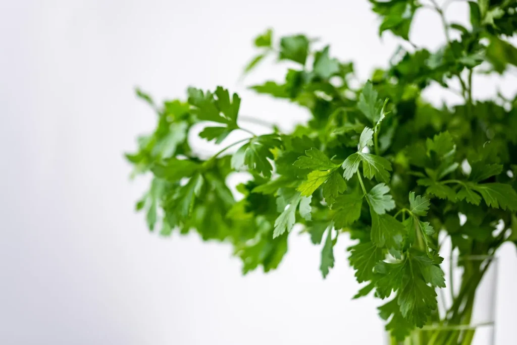 Mains tenant une balance alimentaire et un mètre à côté d'une assiette équilibrée avec légumes et protéines maigres