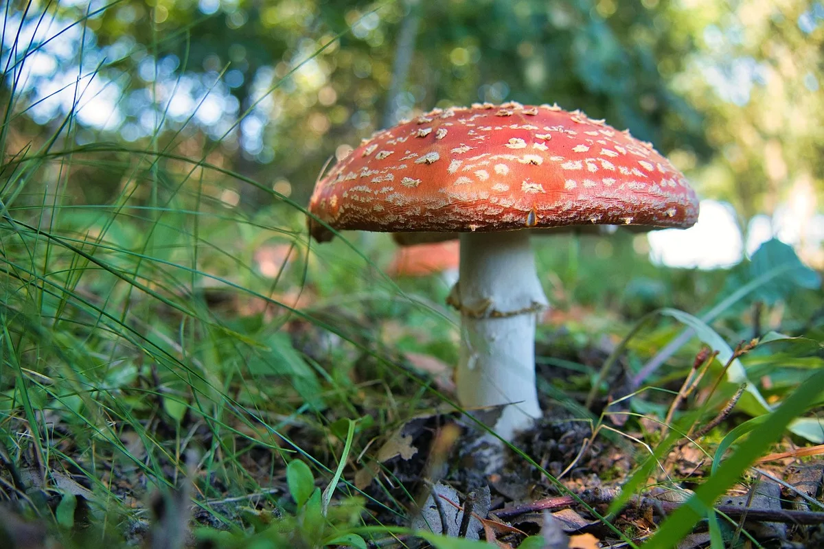 Gros plan sur un champignon amanite dans une forêt en journée