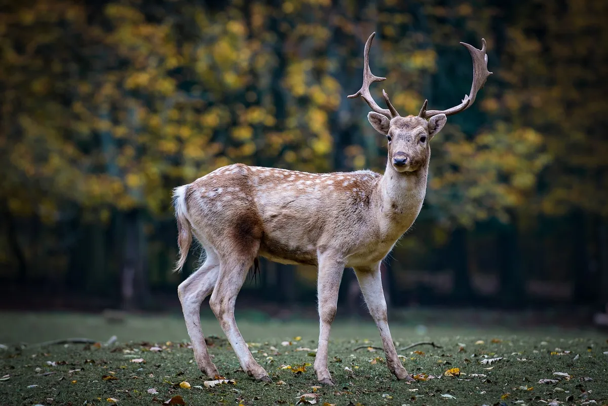 Fausse morille (gyromitre) au sol forestier en plein jour