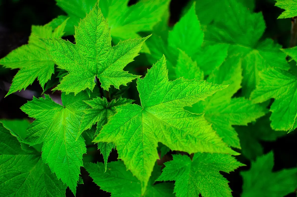 Feuilles de corète potagère fraîches prêtes à être broyées