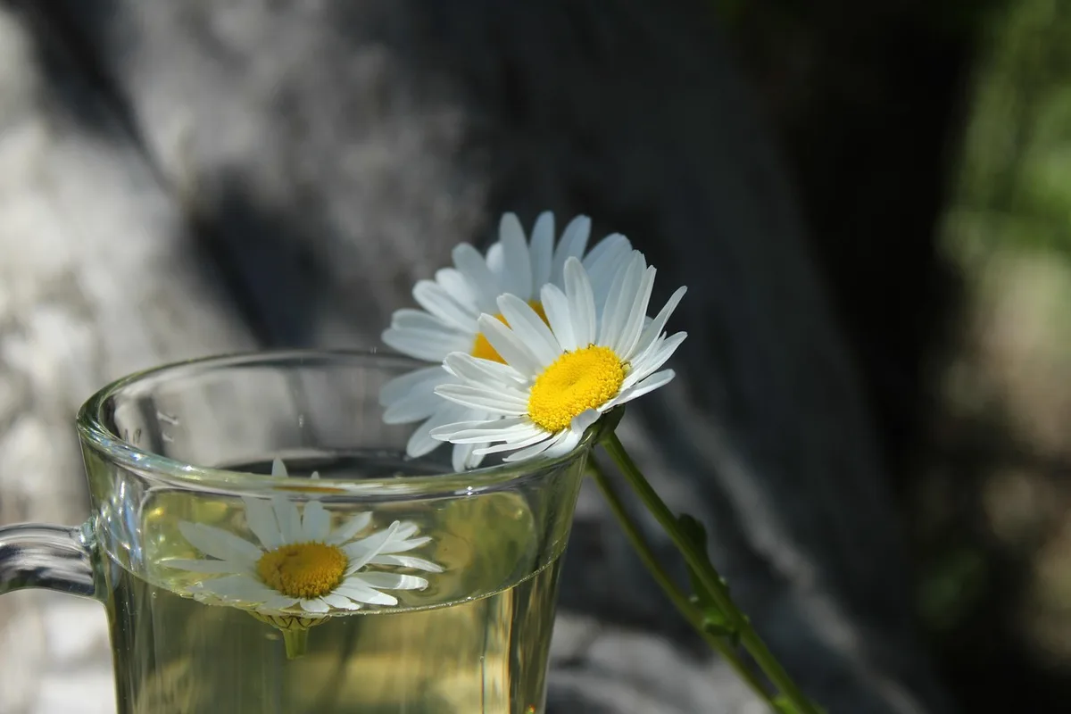 Tasse de tisane à la camomille avec fleurs séchées à côté