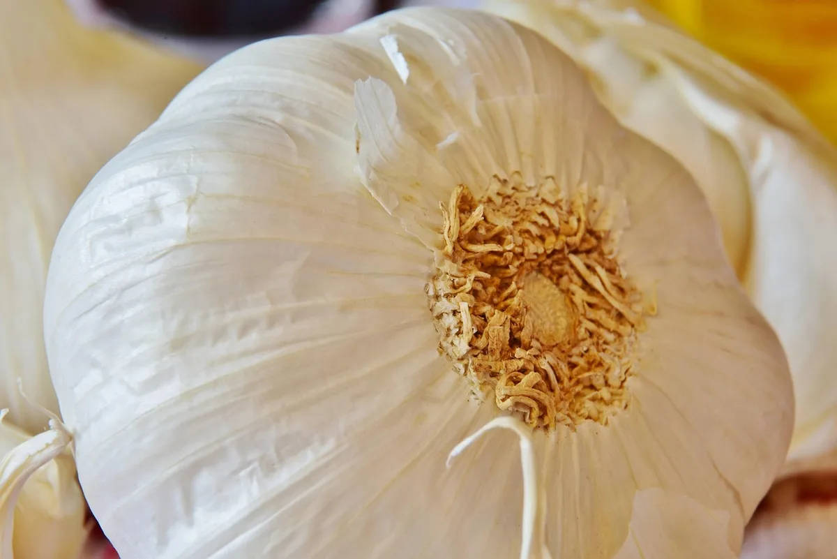 Plaque de pommes de terre rôties dorées avec paprika et herbes, mains anonymes en arrière-plan