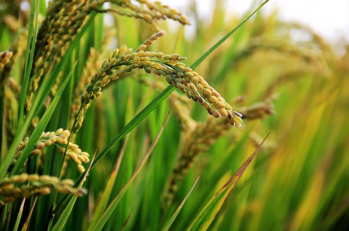 Tasse à mesurer versant de l'eau au-dessus de riz cru pour respecter le ratio