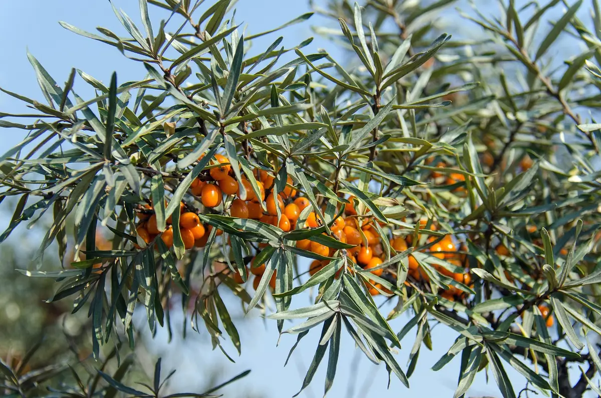 Bocal et bol d'argousier sur une table près d'une fenêtre ensoleillée