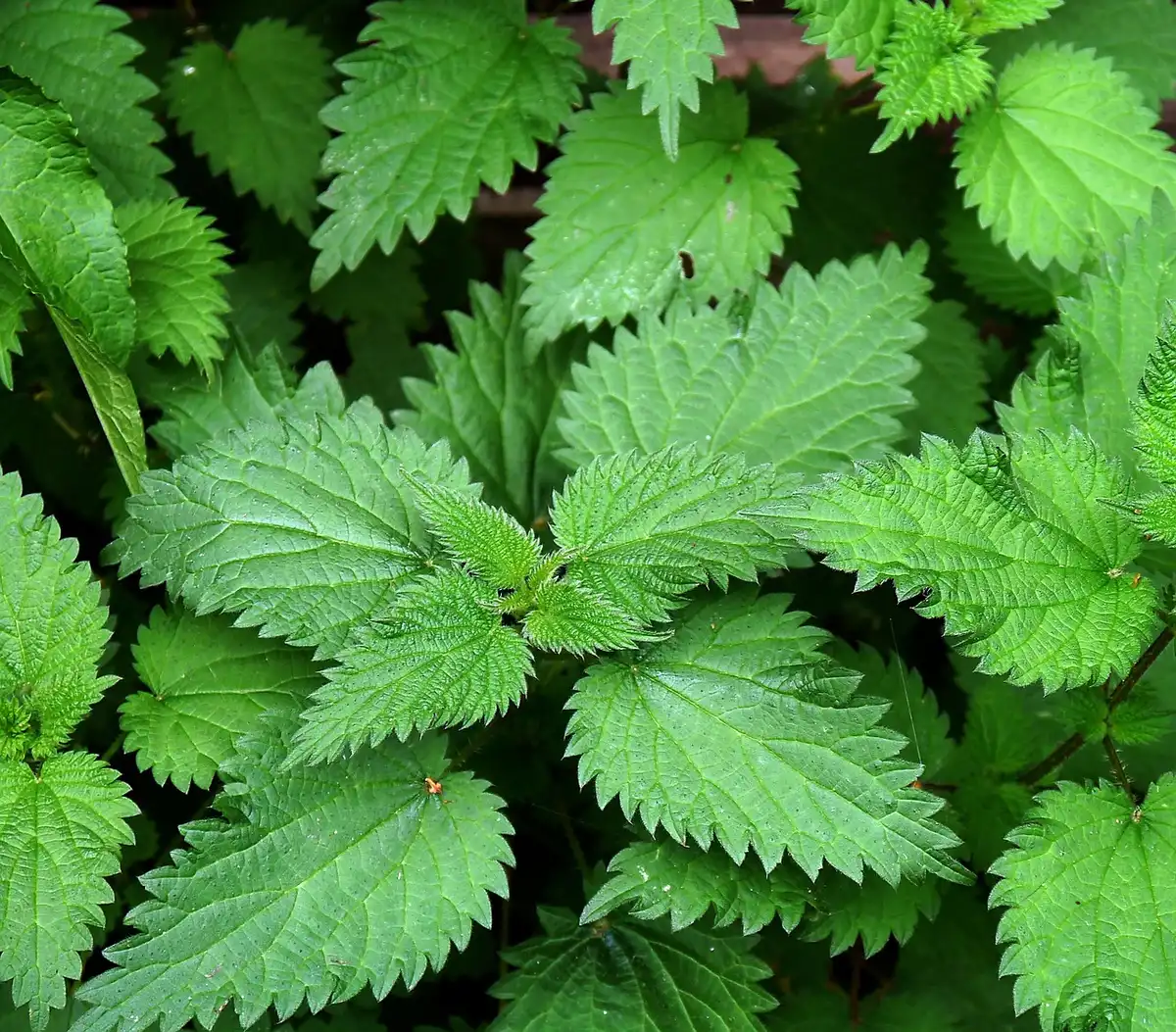 Jeunes feuilles d'ortie fraîches montrant texture et nervures